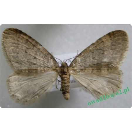 Operophtera brumata (Linnaeus, 1758) male